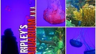 RIPLEY’S NEW AQUARIUM TORONTO | VLOG