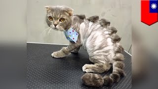 Pet grooming: Taiwan pet salon shaves unique designs into your furry little friends - TomoNews