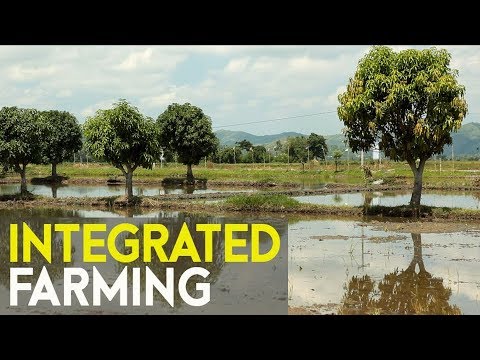 Integrated Farming: Jeepney Driver in Manila - Went Back to Province Turned Very Successful Farmer