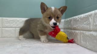 コーギーの動画01
