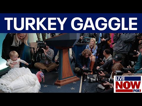 Video | Thanksgiving turkey "Waddle" attends WH media gaggle