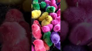 Download lagu Bingung mau pilih warna apa 😁#video #shorts #teletubbies #tinkywinky #anakayamlucuwarnawarni #fyp mp3