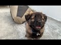 Hachi Sit Good Boy