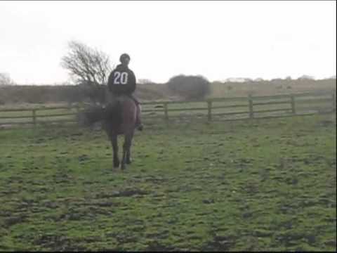 Alltwallis Meldoy, 145cm, rising 14 yrs, welsh D mare for sale