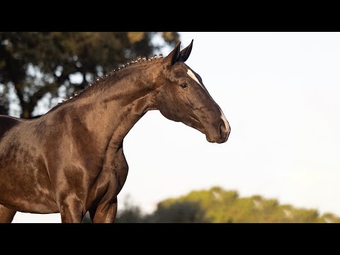 Horse for Sale |  Stunning 2YO piro free LusoWarmblood by Quaterhit (REF#837)