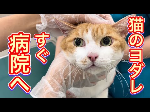 透明なよだれを垂らしている猫、一体何でしょう?