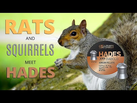 Rats And Squirrels Meet Hades - Air Rifle Pest Control