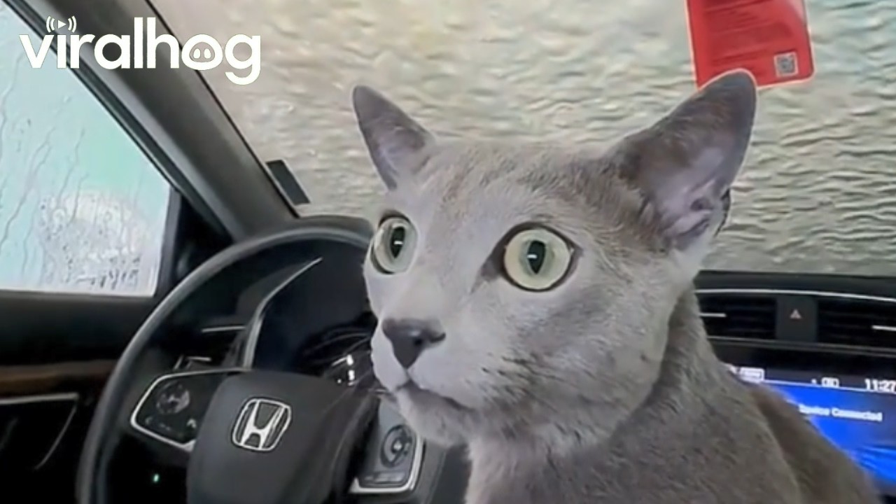 Cozy the Cat's First Car Wash || ViralHog