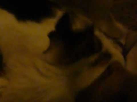 Mitzu checking Arko is cat friendly lol