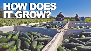 ¿Como crecen los vegetales?