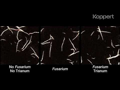 Fusarium Control with Trichoderma harzianum T-22 (Trianum) in Maize