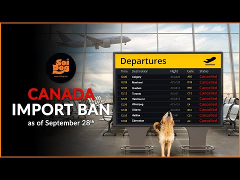 Raise your voice for rescue dogs 📢 Help us fight Canada’s dog import ban