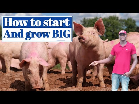, title : 'How to simply start from ZERO to HUNDRED in pig farming || Pig Farming in Nigeria'