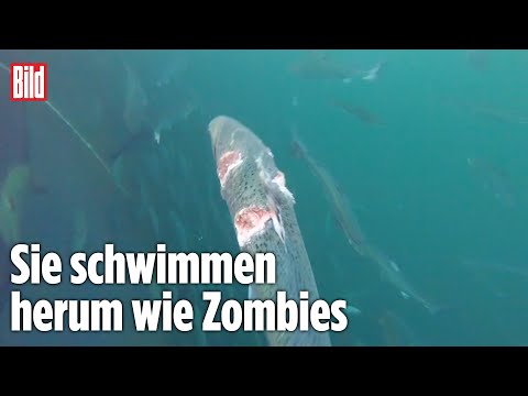 Undercover-Video von Lachs-Farm zeigt schockierenden Zustand der Fische