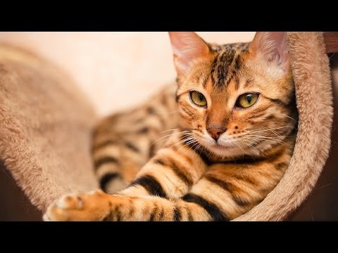 What Vaccinations Does a Cat Need? | Cat Care - YouTube