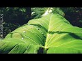 Mazha Njan Arinjirunnilla Hariharan