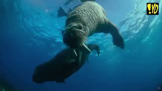 Shot In The Back Of The Head Moby