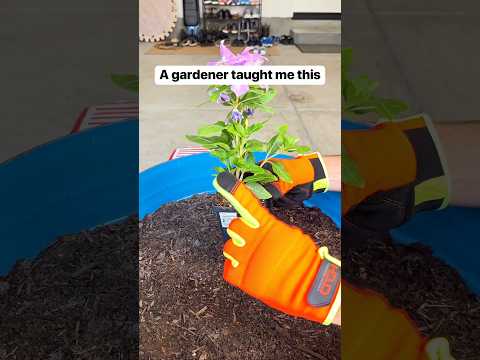 Garden tip 🌱 use store containers to create perfect soil grooves for planting🪻#gardening