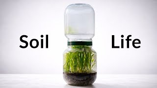 I Put Soil in a Jar and Created a Self-Sustaining Ecosystem