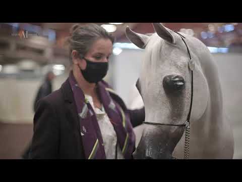 🌹 NOFT AL NAYFAT 🌹 Senior Mares B Class Winner, 2021 PARIS ARABIAN HORSE WORLD CHAMPIONSHIP