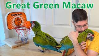 Great Green Macaw Training Success and Going Home