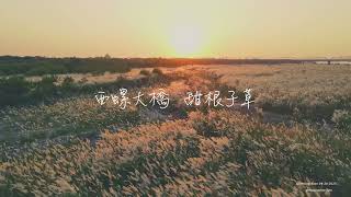 西螺大橋 甜根子草