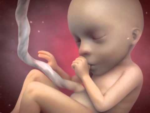 Pregnancy: Weeks 15-20 | BabyCenter Video in Spanish