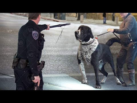 The Alabai is Banned in Denmark!