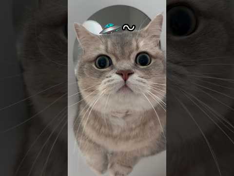 UFO를 목격한 고양이
