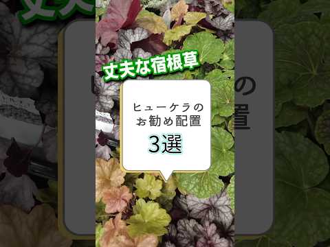 園芸 あらゆる好みに合わせたヒューケラ