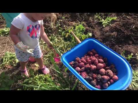 Digging Potatoes and Setting up Irrigation