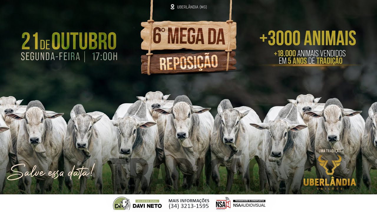 🔴🌾 [ESPECIAL] 6° MEGA DA REPOSIÇÃO - Uberlândia Leilões TV  👨‍🌾🐂 - 21 DE OUTUBRO