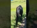Gelding Origin Recorded For sale 2018 Black