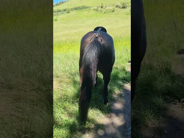 Gelding Origin Recorded For sale 2018 Black