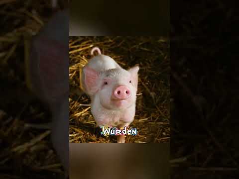 🐷Eine einzigartige Geschichte über ein Schwein, eine Spinne und ein kleines Mädchen #Kurzfilme