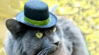 Top Hats for CATS! LÜT #25