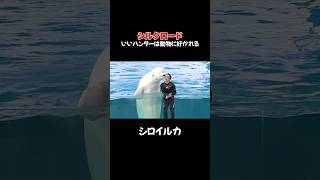 【公式】シルクロードが動物から好かれすぎる切り抜き集