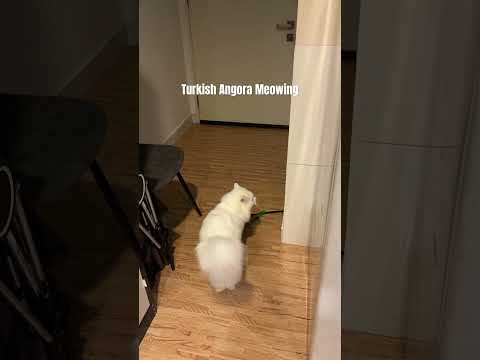 Turkish Angora Cat meowing