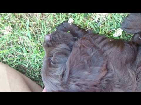 The Journey Of Obi-Gong-Bexx-Kenobi  - Puppy to Dog Video, Cocker Spaniel Puppy to 1 year old