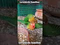 lovebirds mating | love birds mating | lovebird mating | love bird mating