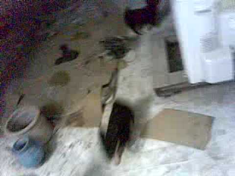 Snoopy, Yance' and Wajdan