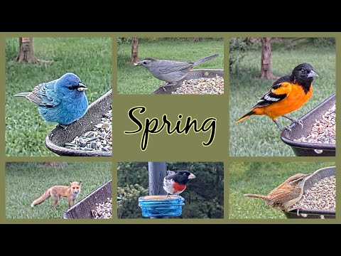 Live Bird Feeder and Wildlife Cam HIGHLIGHTS - Week of 05-07-23