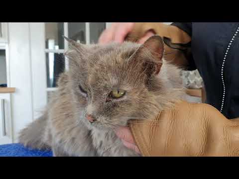 Elderly Cat Being Groomed