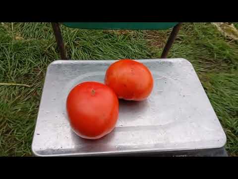 Томат 1504 F1, Spark Seeds (США), 1 насінина - фото 2 - id-p2919488679