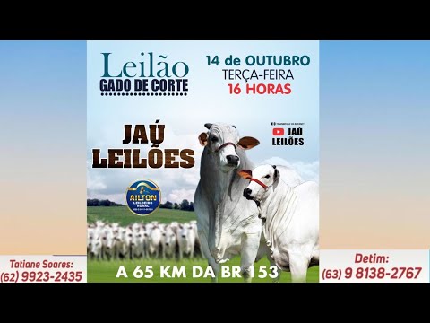LEILÃO GADO DE CORTE  - JAU LEILÕES  - JAU DO TOCANTINS  - 14/ 10/ 2025