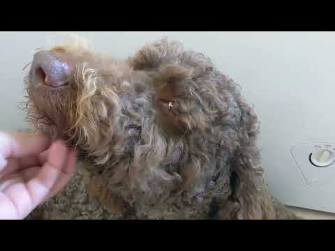 Small Worm Count = Small Feeding - Toilet Paper Roll Feeding - Day 21- Hot Frog Living Composter