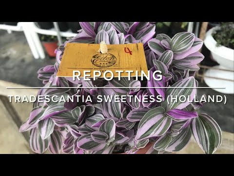E1 Tradescantia  Blossfeldiana “Sweetness/Mini Pink” (Holland) Repotting
