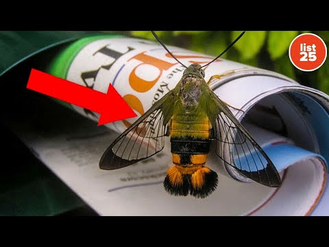 100 Weird Facts That Are Wild and True