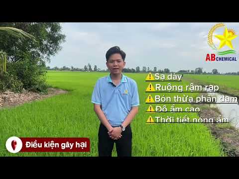 ⚠️ AB CHEMICAL CẢNH BÁO DỊCH RẦY NÂU TRÊN LÚA VỤ ĐÔNG XUÂN 2026