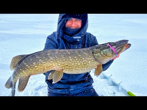 KAIKKIEN AIKOJEN HAUEN VÄSYTYS KIRPUN DELFIN PILKKIVAVALLA | ORKA SMALL FISH 7